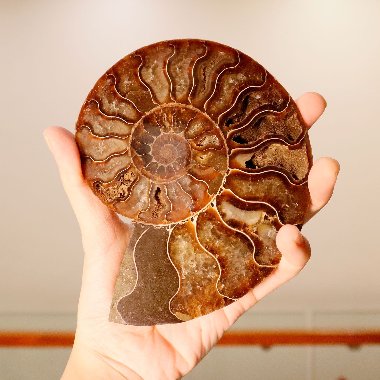 马达加斯加斑彩螺化石配对搭配木座