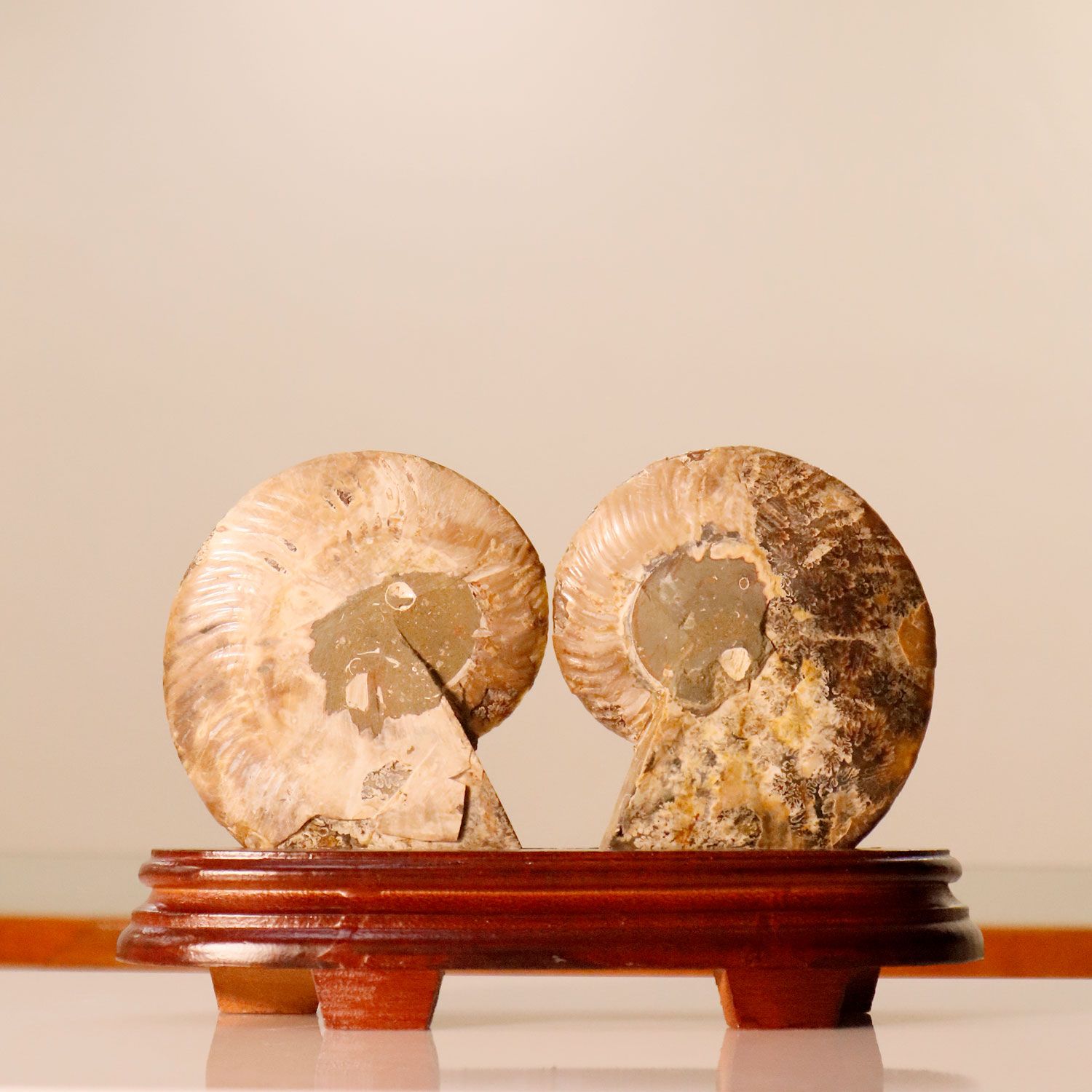 马达加斯加斑彩螺化石配对搭配木座
