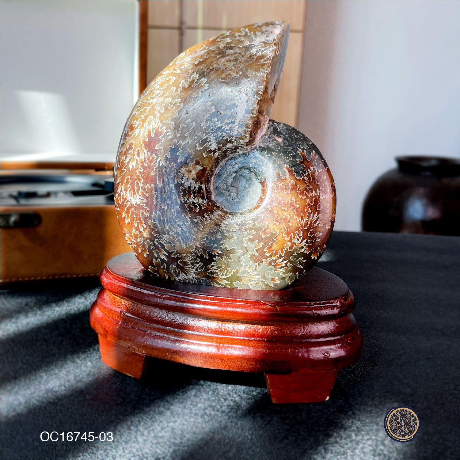 Madagascar Ammonite Fossil  Conch Ornament With Wood Stand - 0.645KG 