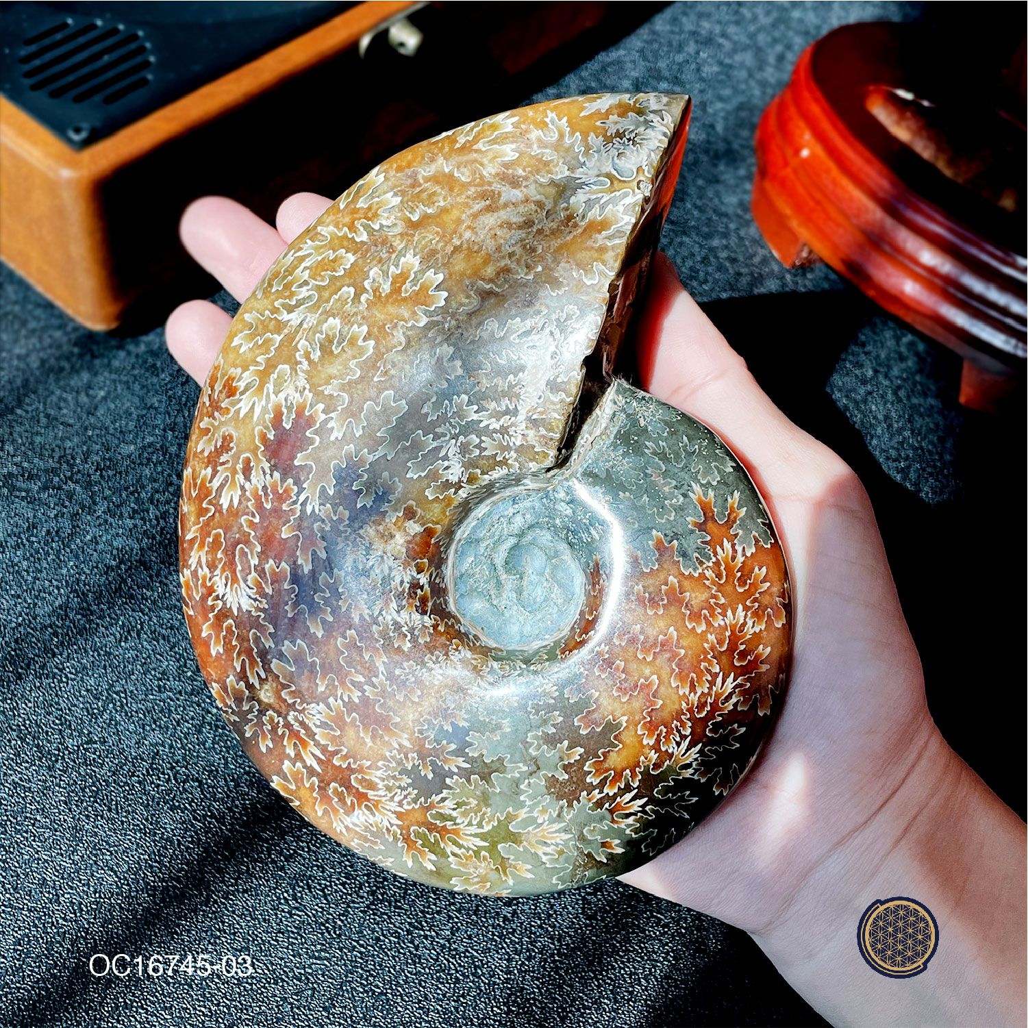 Madagascar Ammonite Fossil  Conch Ornament With Wood Stand - 0.645KG 