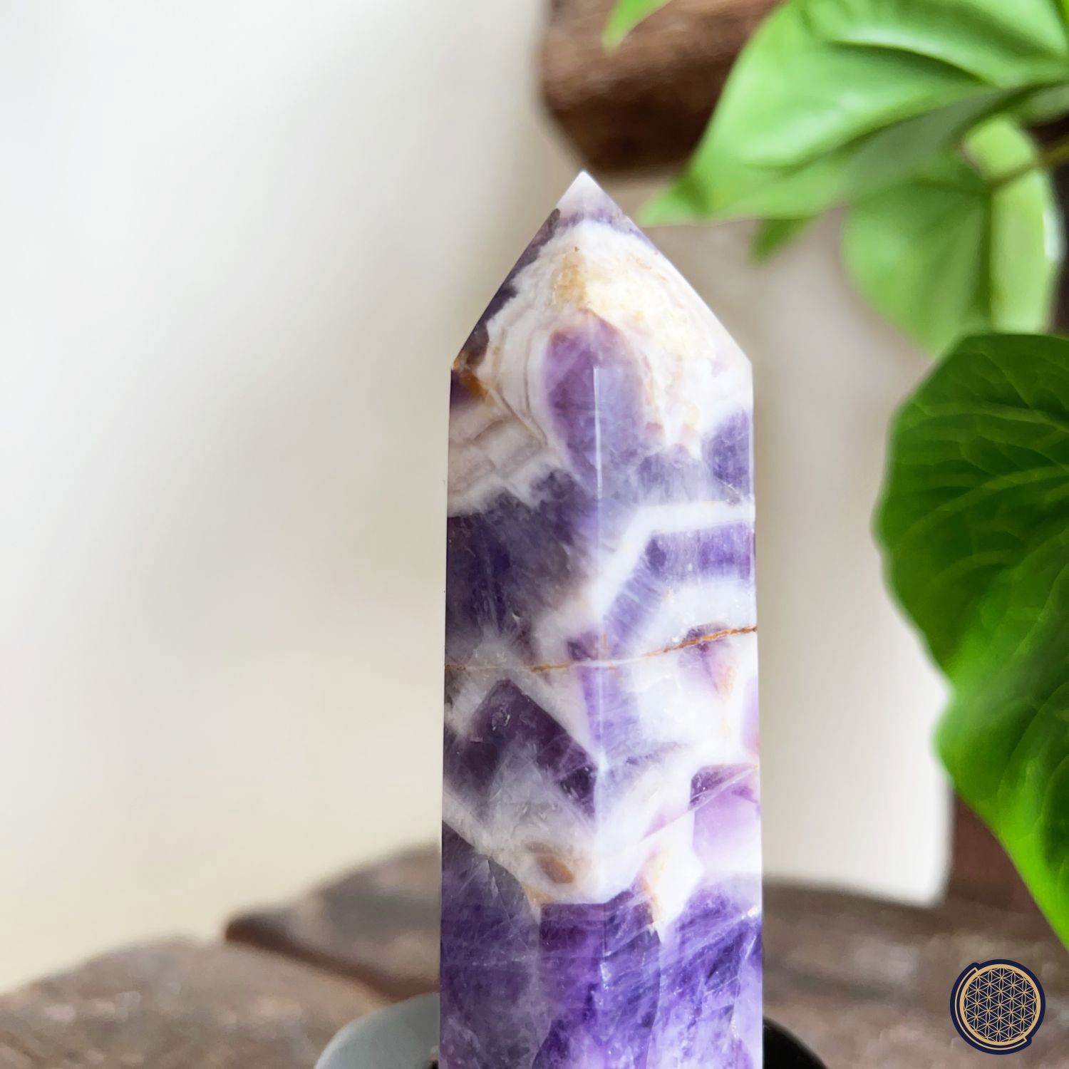 130mm Amethyst Buddha Tooth With Wood Stand 