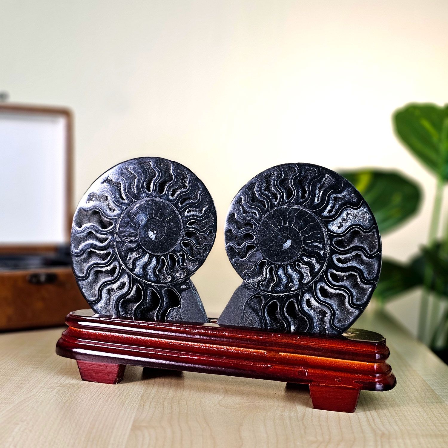 马达加斯加黑金刚斑彩螺搭配木座(对)
