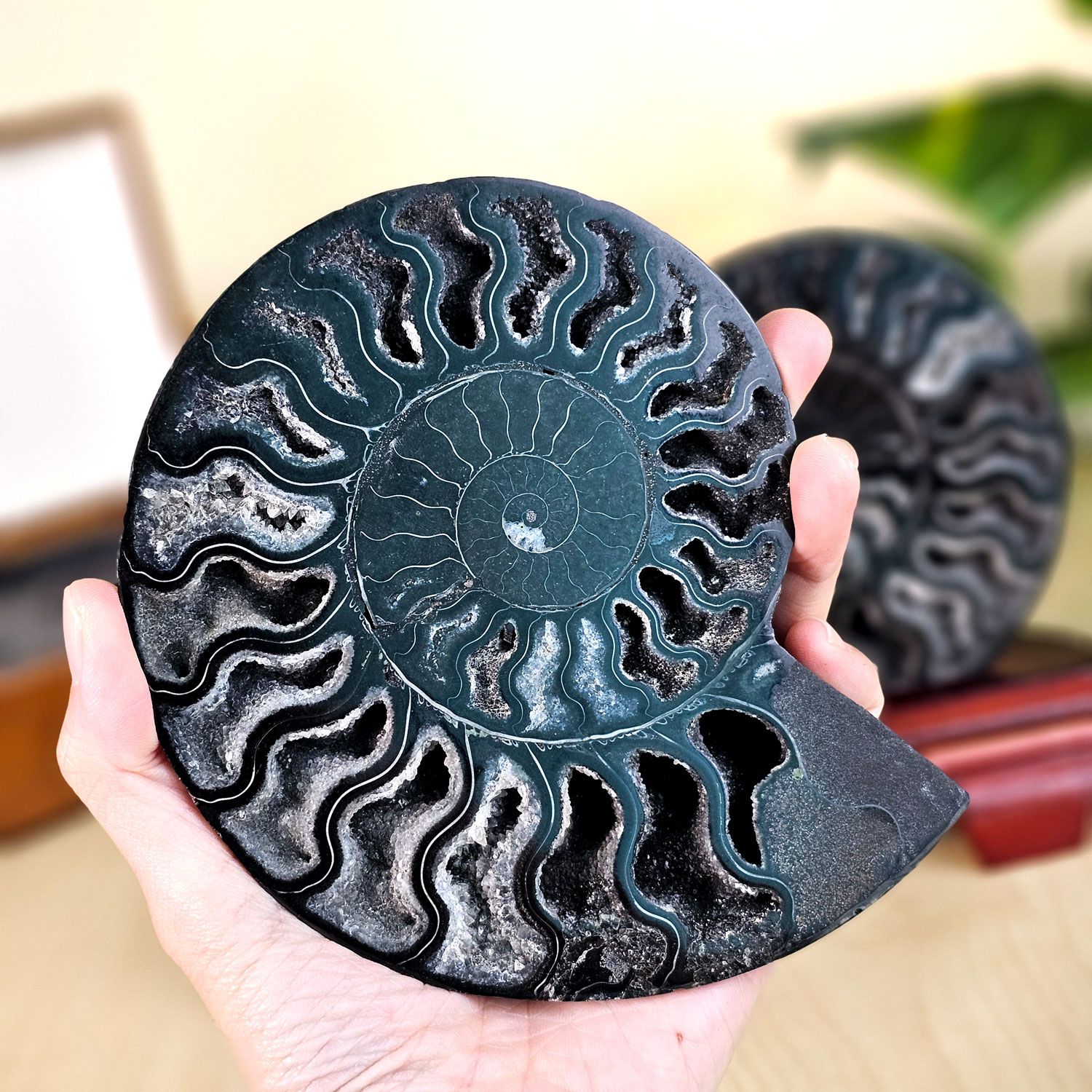 马达加斯加黑金刚斑彩螺搭配木座(对)
