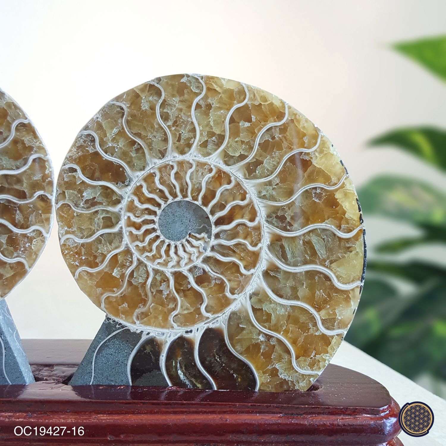 210mm x 143mm 马达加斯加斑彩螺化石配对摆件搭配木座