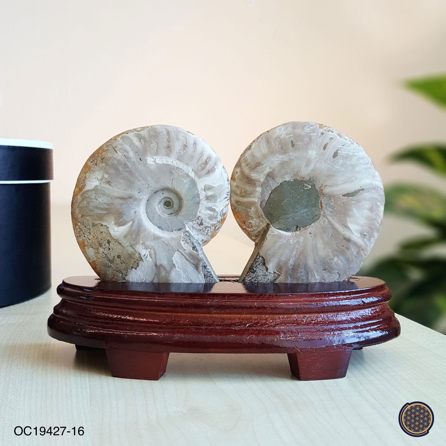 210mm x 143mm 马达加斯加斑彩螺化石配对摆件搭配木座