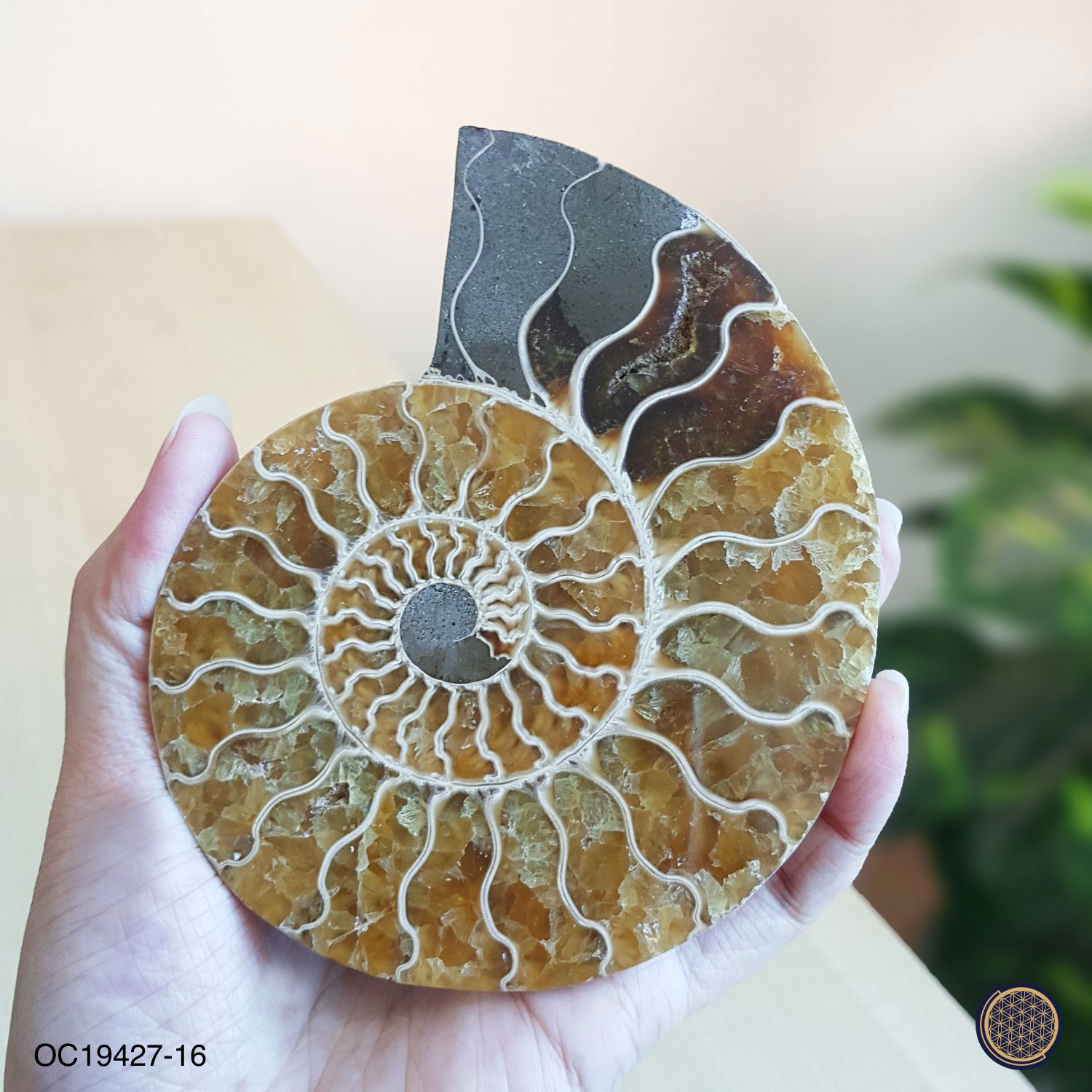 210mm x 143mm 马达加斯加斑彩螺化石配对摆件搭配木座