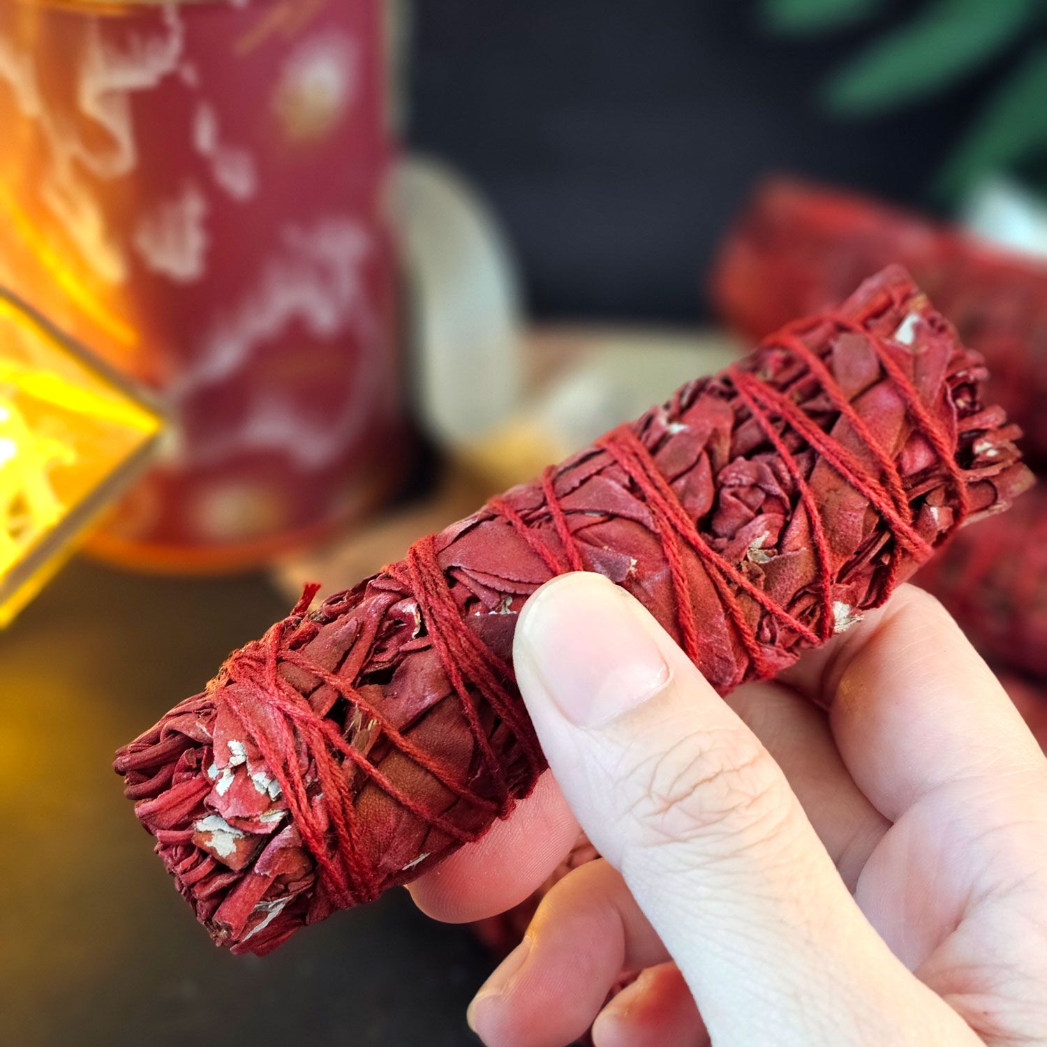 4寸 龙血鼠尾草